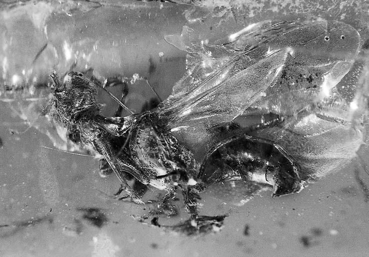 olmi & bechly, new parasitic wasps from baltic amber 29 Fig. 28.