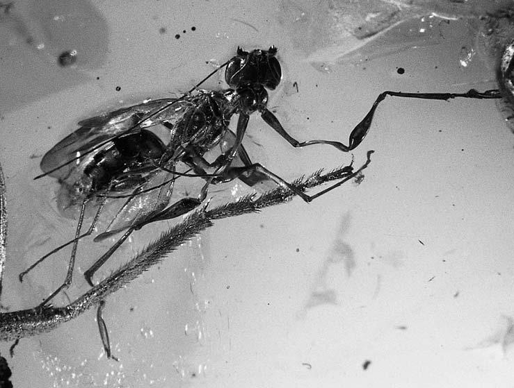 olmi & bechly, new parasitic wasps from baltic amber 31 Fig. 32.