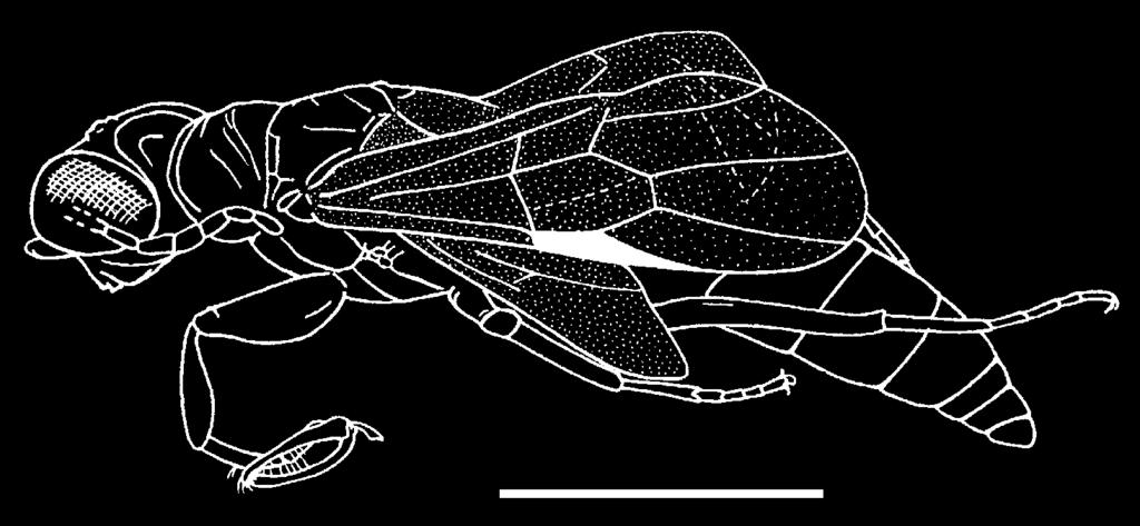 olmi & bechly, new parasitic wasps from baltic amber 43 Fig. 40. Dryinus bruesi (OLMI, 1984), specimen no. SMNS BB-2371. Scale 2 mm. Fig. 41. Dryinus bruesi (OLMI, 1984), specimen no. SMNS BB-2371. Without scale.