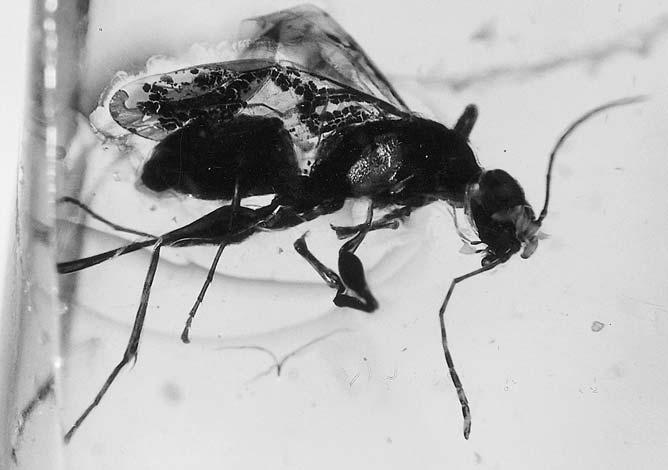 olmi & bechly, new parasitic wasps from baltic amber 51 Fig. 51. Dryinus sp., specimen without number, coll. JANZEN. Without scale.