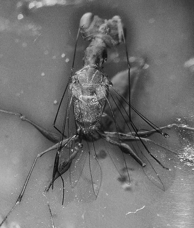 olmi & bechly, new parasitic wasps from baltic amber 53 1975b Thaumatodryinus gracilis. PONOMARENKO, p. 124. 1982 Thaumatodryinus gracilis. KEILBACH, p. 271. 1984 Thaumatodryinus gracilis. OLMI, pp.