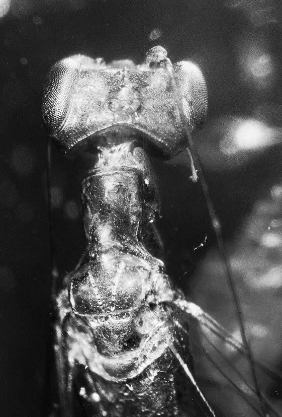 54 stuttgarter beiträge zur naturkunde Ser. B, Nr. 306 Fig. 53. Harpactosphecion sucinum OLMI, 1987, specimen no. SMNS Do-4494-M, head and thorax. Without scale.