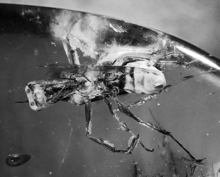 olmi & bechly, new parasitic wasps from baltic amber 9 Fig. 6. Dryinus reifi n. sp., holotype SMNS BB-2370, ventral view. Without scale.