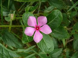 Localiza1on of Vinca alkaloid synthesis in Madagascar periwinkle (Catharantus roseus) phloem parenchyma cells Biosynthesis of