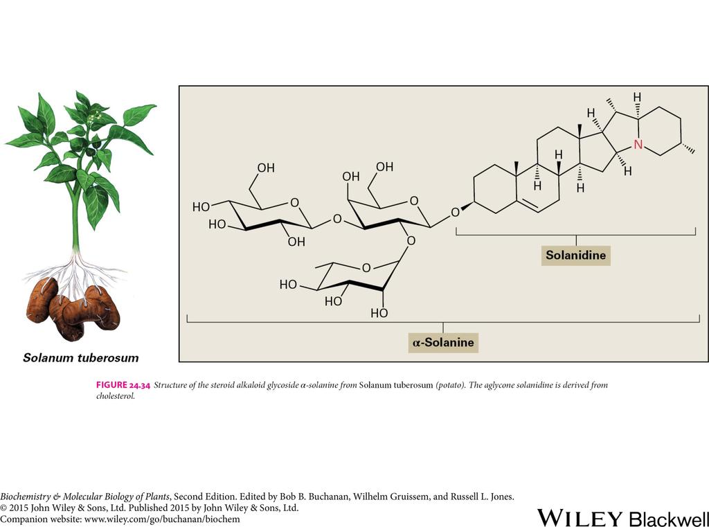 Pseudoalkaloids: N added late in biosynthesis