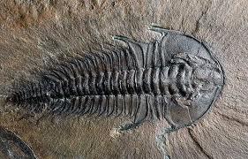 The Geologic Through Time 15 The Cambrian