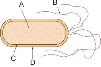 Identify the label representing the structure that enables a bacterium to move in a watery environment.