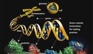 Gene Theory All genetic information is stored in DNA as genes. Genes are the unit of inheritance.