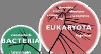 Prokaryotes and Eukaryotes based