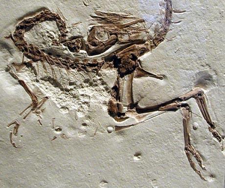 Fossil Record Provides evidence of species