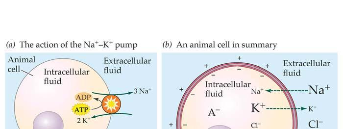 Osmotic Properties of Cells and Relative Ion Concentrations