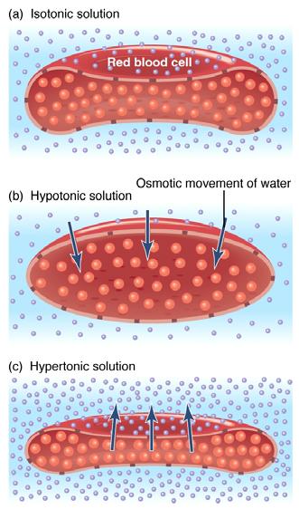 Movement Across Membranes Iso Hypo osmotic Hyper In specific tissues and