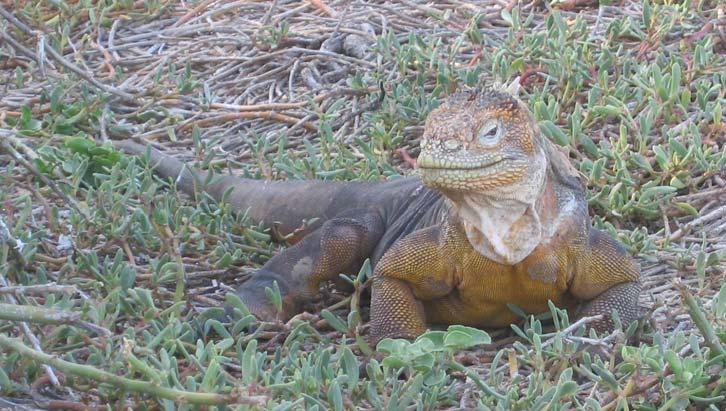 sexual selection (Most efficient salt glands known in reptiles) Galapagos Marine Iguana