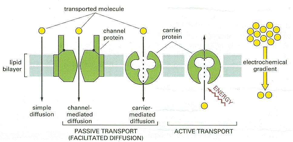 Membrane transport 1. Summary A.