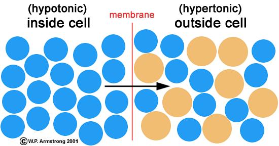 C. Osmosis & semipermeable memb.: Undiffusable molecule to semipermeable membrane affect H 2 O D. Osmotic pressure: strength of counting to H 2 O movement across semipermiable memb.