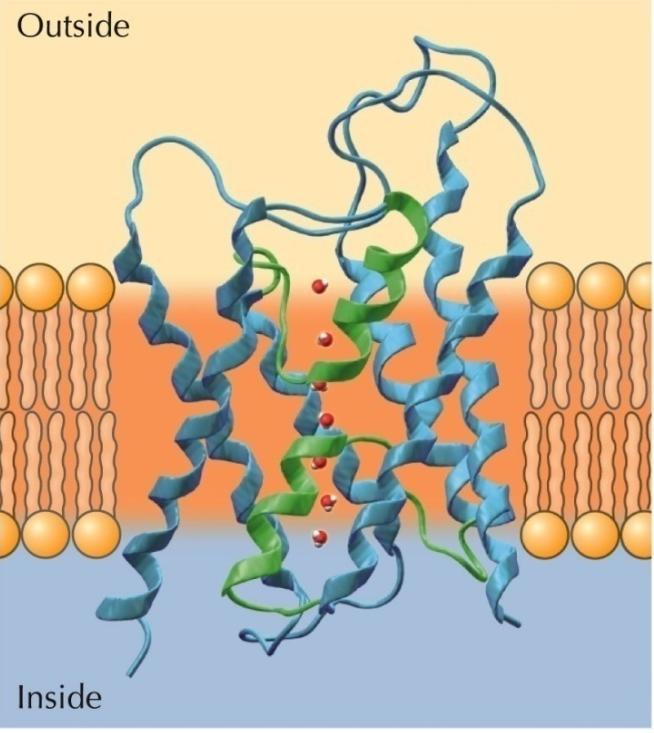 3. Channel proteins A. Need not bind the solute. Instead they form hydrophilic pores that extend across the lipid bilayer B. Transport solutes by passive transport only C.