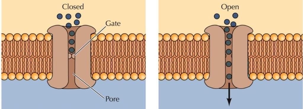 2) Ion channels a) Characteristics - transport is extremely rapid (1,000X faster than carrier-mediated transport) - not permanently open.
