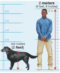 1.1 Measurements A measurement is a determination of the amount