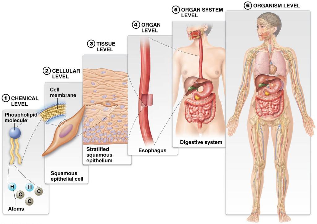 LEVELS OF STRUCTURAL ORGANIZATION AND BODY SYSTEMS Figure