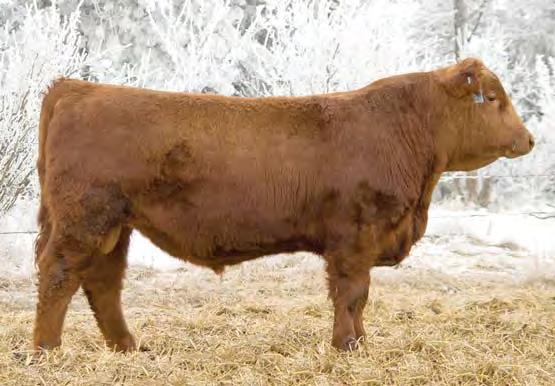 Herd Sire Prospects BHR CATAPULT 530 Birthdate: 3/28/15 Reg. #: Category: 4 3481537 100% 1A BROWN MS ABIGRACE L7730 LCC NEW CHAPTER A705L MISS BHR CHAPTER ONE 885 MISS BHR EXPD 617 87 760 1547 4.92 4.