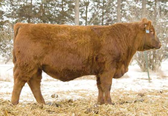 01 3% 11% 46% 49% 11% 14% 52% 65% 2% 85% 1% 4% 91% 17% 94% 31% Larger framed light birthweight bull that has a great spread of numbers Weaning and Yearling ratios of 112 and 101 with his dam having