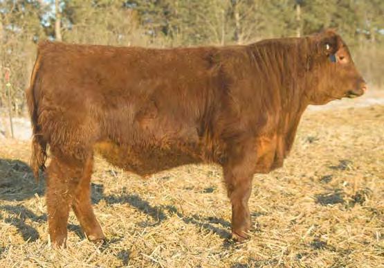 Herd Sire Prospects BHR MOONSHINE 569 Birthdate: 4/2/15 Reg.