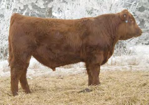 Red Angus Yearling Bulls 10 Pederson s Broken Heart Ranch Lot 10 Lot 11 Lot 12 Lot 13 10 BHR CATAPULT 551 3/31/15 BROWN MS ABIGRACE L7730 MESSMER HECTOR V011 MISS BHR BIG SKY 800 MISS BHR HECTOR 2161