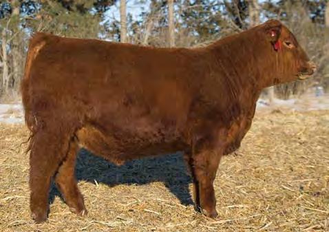 05 12% 8% 56% 45% 7% 10% 42% 84% 2% 64% 16% 11% 20% 14% 38% 5% A moderate framed Catapult bull with plenty of depth of body and rib shape Weaning and Yearling ratios of 109 and 107 The Catapult