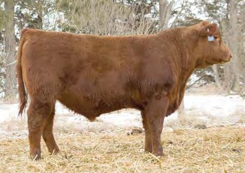 Lot 14 Outback Crew Lot 16 Inside Crew Red Angus Yearling Bulls 14 BHR CATAPULT 525 3/27/15 BROWN MS ABIGRACE L7730 BROWN VACATION H7106 MISS BHR LOGAN 711 MISS BHR VACATION 648 3481624 100% 1A 62