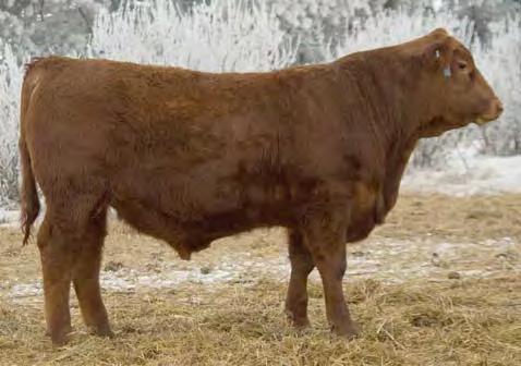 Red Angus Yearling Bulls 12 Pederson s Broken Heart Ranch Lot 18 Lot 20 Col.