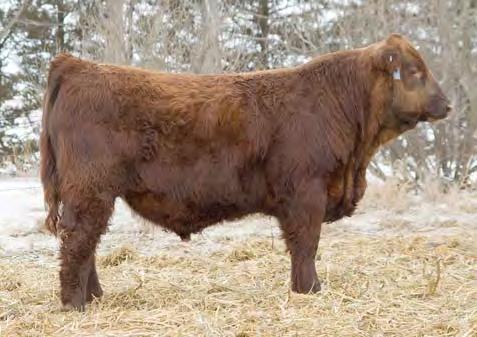and performance in this herd bull 19 LSF BHR THUNDAR 579 4/3/15 3481442 100% 1A CYCLONE 9934W BIEBER GALEE 9513 LCC NEW CHAPTER A705L MISS BHR RAMBO 915 MISS BHR CHAPTER ONE 743 97 803 1381 3.61 3.