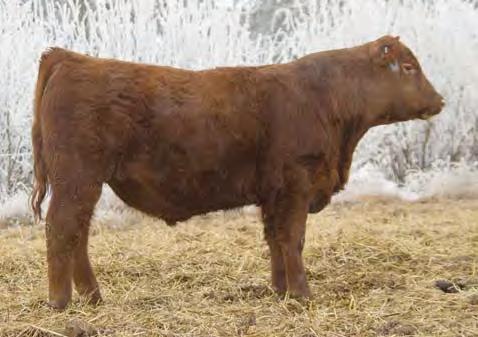 01 29% 32% 48% 66% 13% 13% 14% 32% 69% 18% 36% 28% 91% 14% 60% 76% Well balanced and smooth made heifer bull prospect Weaning and Yearling ratios of 108 and 105 His Drifter dam has an MPPA of 103.