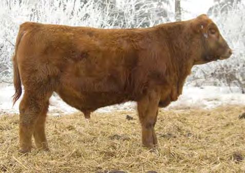 Red Angus Yearling Bulls 81 VGW 96 734 969 3.76 3.71 11 110 48-1 1.7 67 105 18 4 12 5 13 0.23 0.11 35-0.03 0.