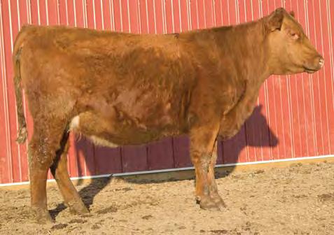 02 10% 57% 71% 67% 26% 32% 20% 87% 1% 17% 8% 81% 26% 30% 27% 17% Here is a solid and stylish heifer to start the bred heifers off with. She has a Weaning ratio of 107 and her dam has an MPPA of 105.