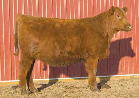 Registered Open Heifers 115 159 Green tags 160 185 Orange tags 186 195 Purple tags GROUP 1 GROUP 2 GROUP 3 30 Pederson s Broken Heart Ranch Lot 111 Lot 112 111 MISS BHR COWBOY 5154 4/12/15 LAZY MC
