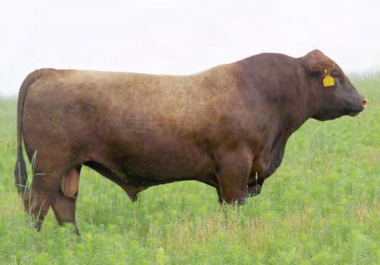 00 10% 15% 18% 25% 20% 12% 3% 57% 1% 17% 43% 77% 33% 18% 15% 55% Feddes Cougar is an excellent calving ease sire that was purchased from Feddes Red Angus.