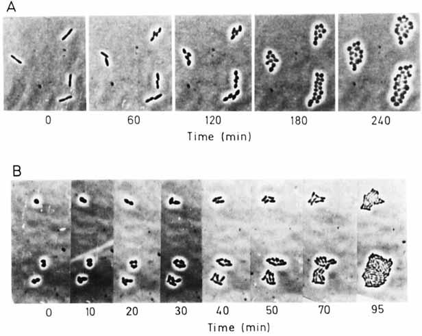 1 pgm1-l) (as described in Materials and Methods) and observed under a microscope. Photographs were taken at the times indicated (A). To study the effect of antibiotic treatment on cell viability, S.