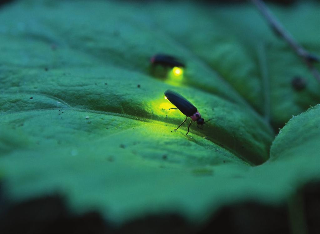LESSON 1 Chemical Reactions Fireflies, also called lightning bugs, are small insects that generate their own light using chemical reactions. By the end of this lesson.