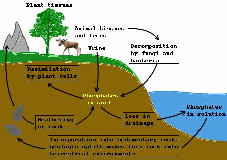 27. Draw arrows showing the direction of flow of phosphorus in the diagram below. 28. How do plants and animals rely on each other for phosphorus?