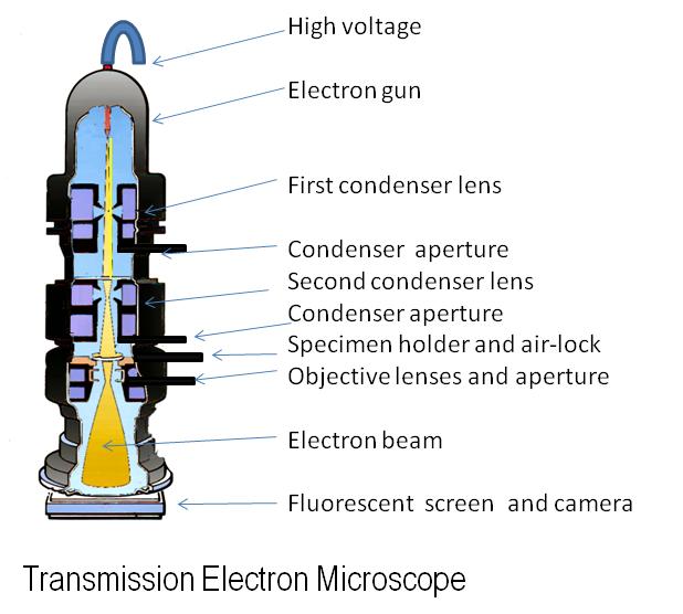 Transmission Electron Microscope (TEM) In 1933,