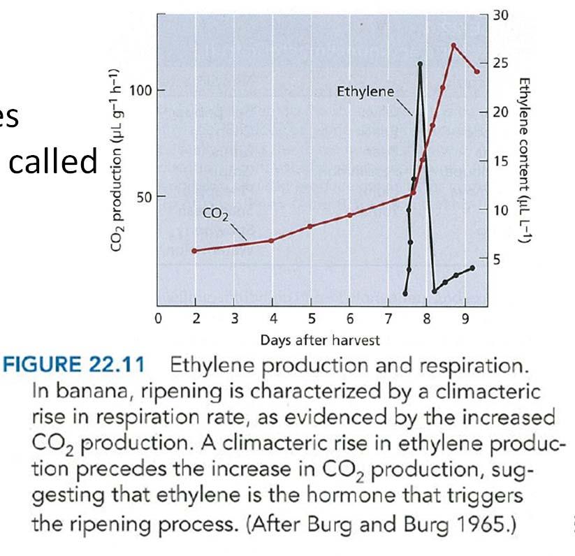 Developmental and Physiological Effects of Ethylene Ethylene promotes the ripening of some fruits Fruit ripening includes the enzymatic breakdown of the cell walls, starch hydrolysis, sugar