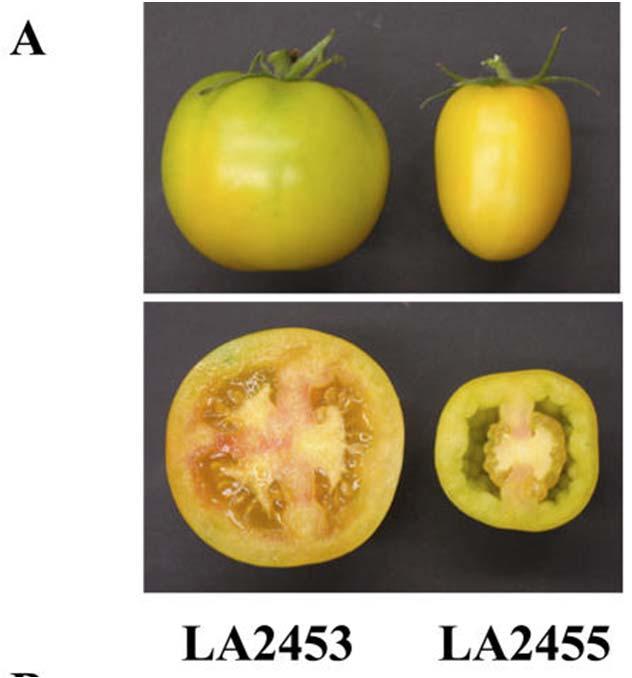 Developmental and Physiological Effects of Ethylene The receptors of never ripe mutants of