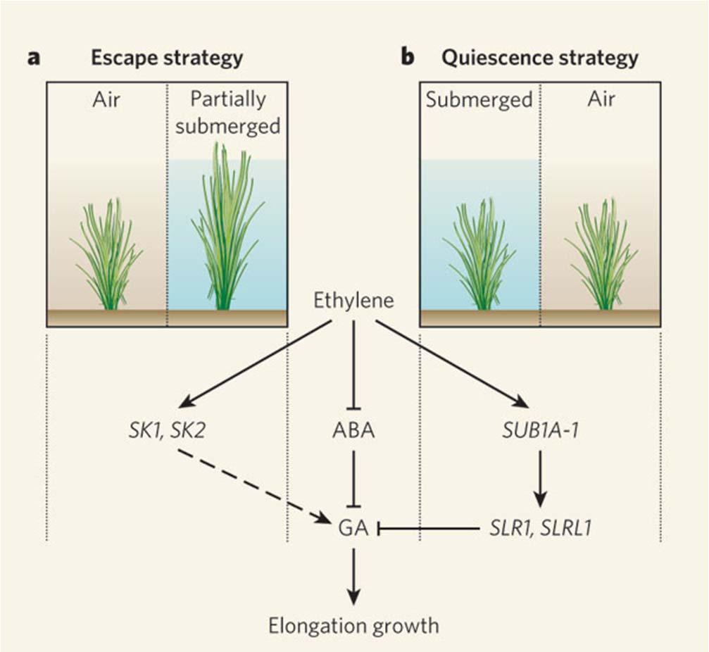 Ethylene and flooding tolerance strategies in rice From the following article: Plant biology: Genetics of high-rise rice Laurentius A. C. J.
