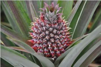Developmental and Physiological Effects of Ethylene Ethylene regulates flowering and sex determination in some species Promote flowering: pineapple and mango Sex