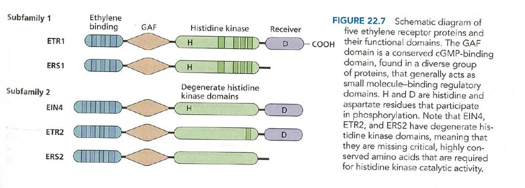 Ethylene Signal Transduction Pathways Ethylene receptors are related to bacterial two component system histidine kinase The first ethylene insensitive mutant isolated was etr1 (ethylene response1).