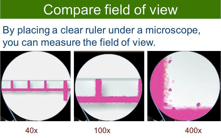 Class Worksheet: MEASURING THE SIZE OF AN OBJECT UNDER THE MICROSCOPE Measuring the Field of View with a Metric Ruler Before we can es4mate the size of an object under the microscope, we first