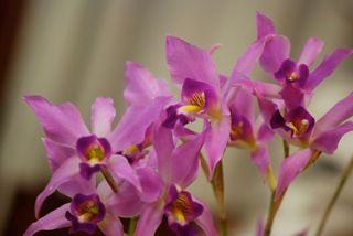 information about orchids, links,