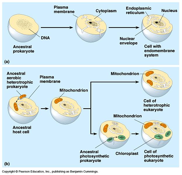 photosynthetic membranes of cyanobacteria Mitochondria and chloroplasts Early eukaryotic cells engulfed aerobic bacteria in a process similar to phagocytosis in