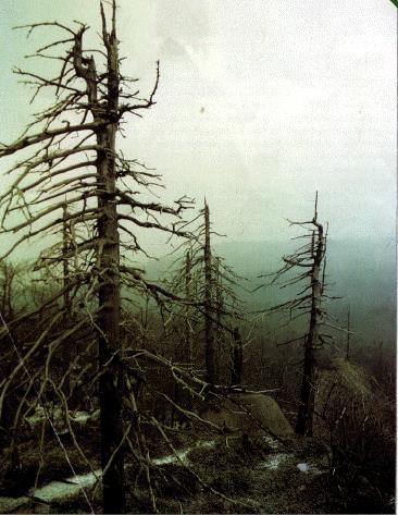 Conifers appear to be particularly affected, with needles