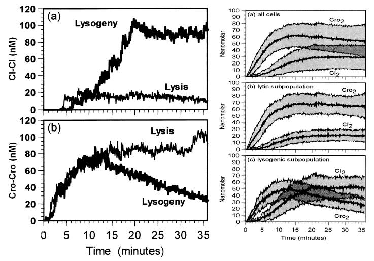 Variability during phage lambda infection Figure: A. Arkin, J. Ross, and H. H. McAdams.